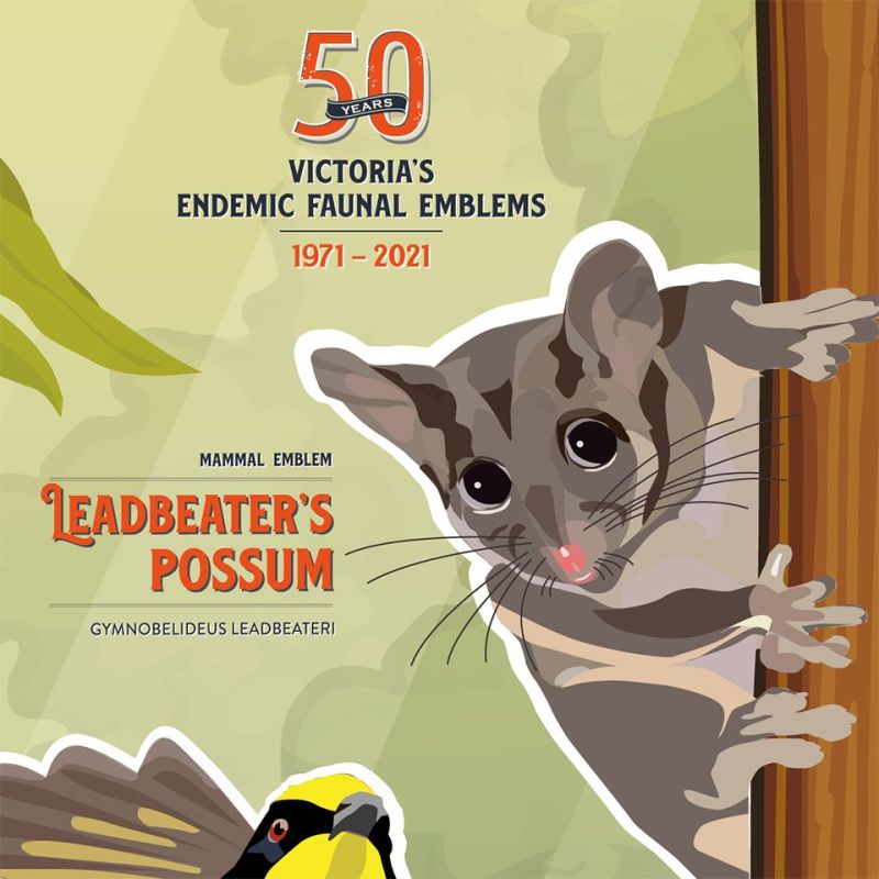 Poster Leadbeaters Possum Zoom 960w